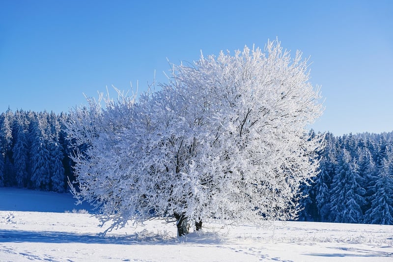 Winter Forest